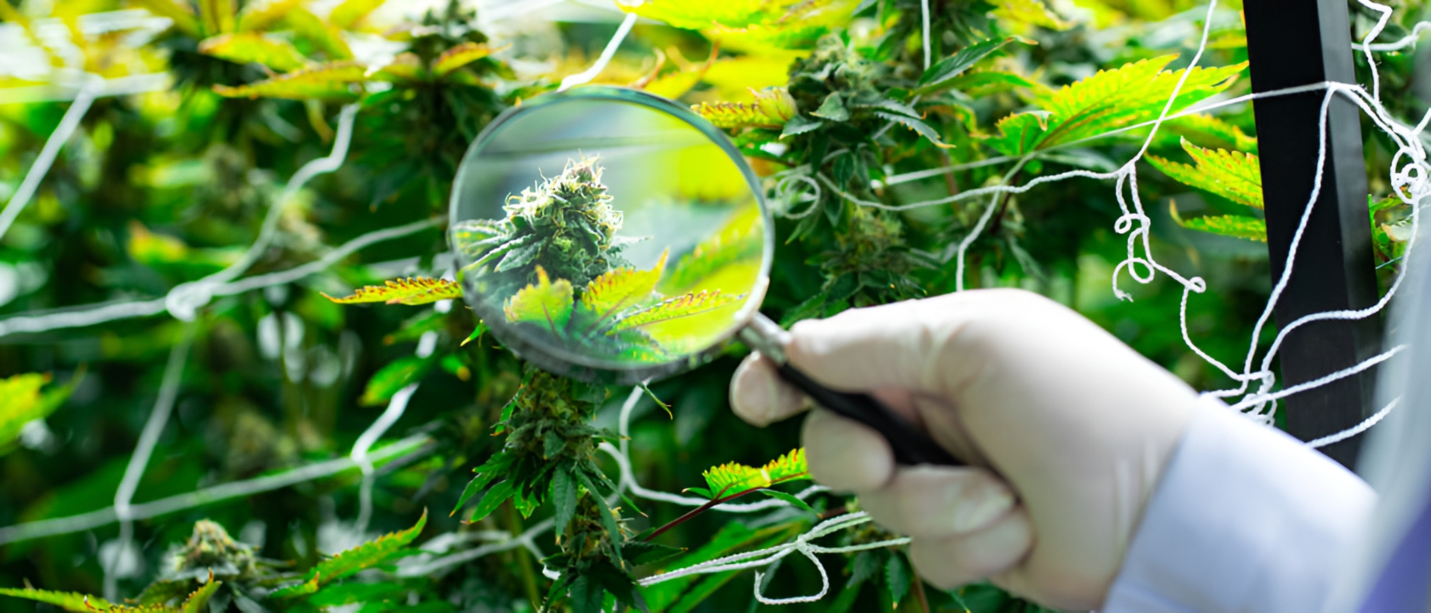 Cannabis Education That Connects